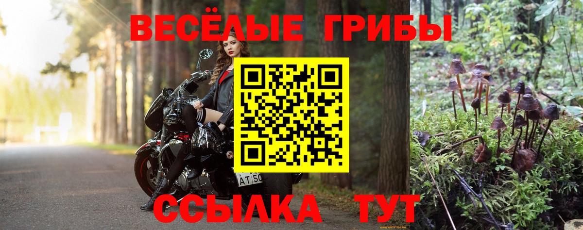Псилоцибиновые грибы Psilocybe  Вход с VPN  Зима 